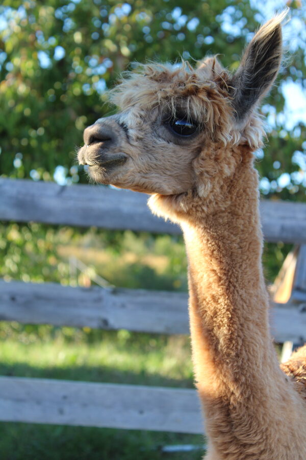 alpaca
