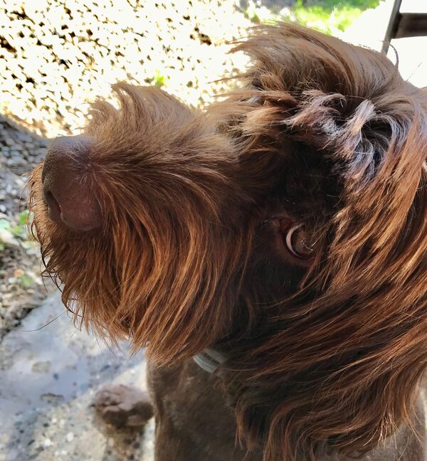 cani