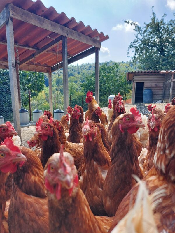 galline